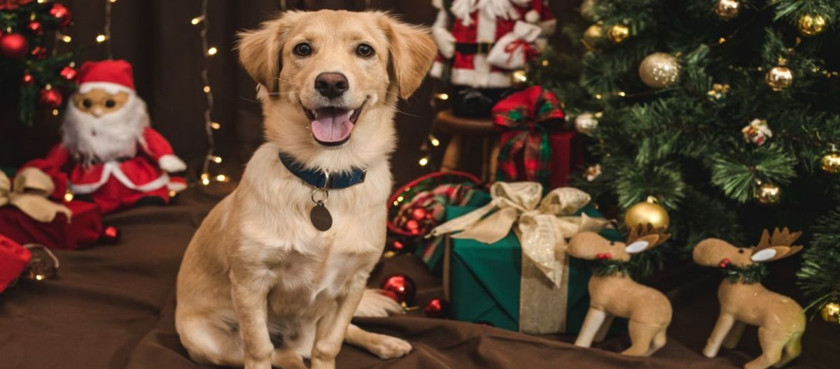Imagen de la noticia: Preparar una Navidad segura para nuestros perros y gatos