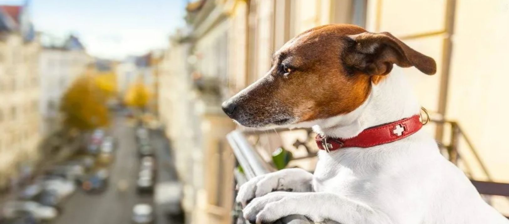 Imagen de la noticia: España: entra en vigor una ley que prohíbe dejar a las mascotas en balcones