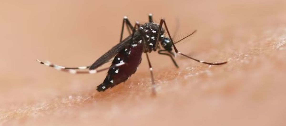 Imagen de la noticia: Descubrimiento: la vacuna contra el dengue protege por 7 años