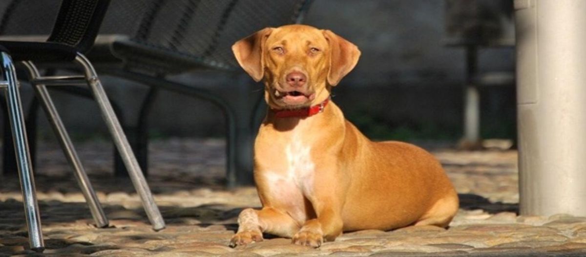 Imagen de la noticia: ¿Es necesario que las mascotas usen protector solar?