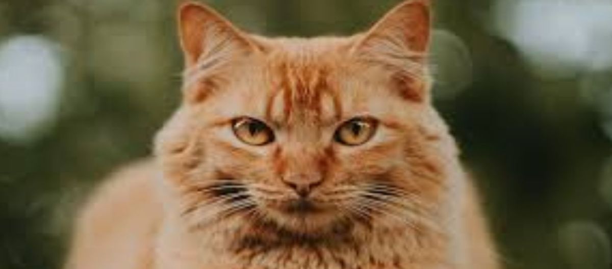 Imagen de la noticia: El pelo de los gatos