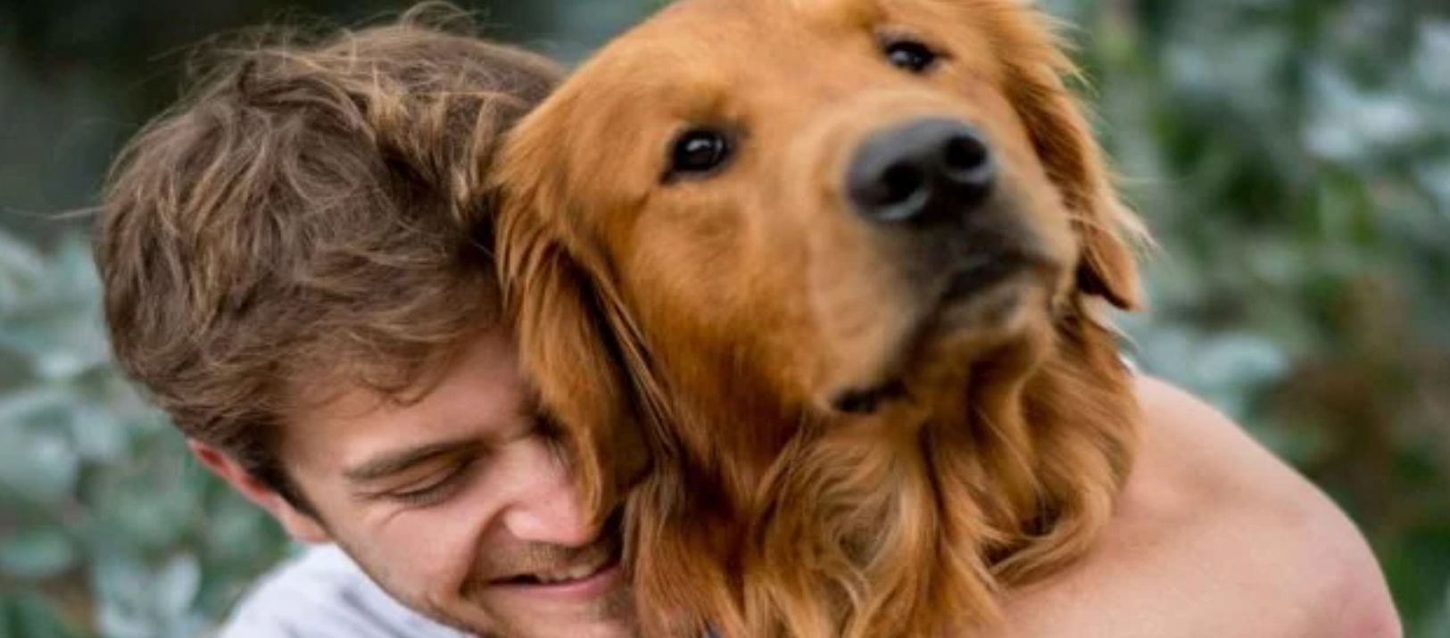 Imagen de la noticia: Los perros te ayudan en los duelos amorosos