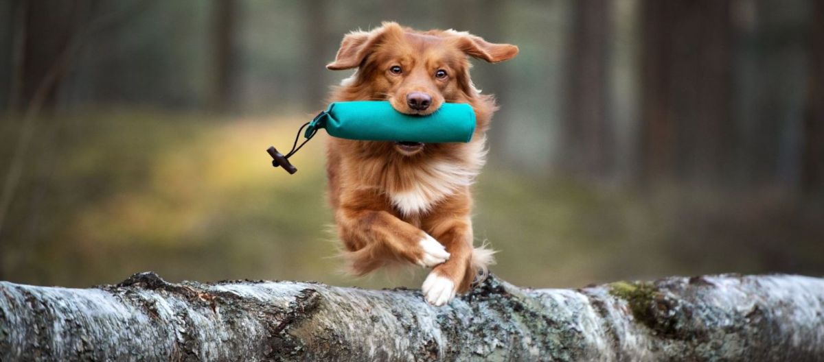 Imagen de la noticia: ¿Qué ejercicio necesita un perro?