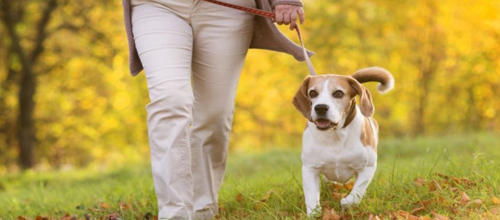 Imagen de la noticia: Pensar que con 20' de paseo un perro cubrió sus necesidades "es criminal"