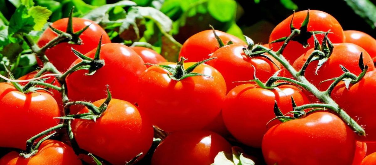 Imagen de la noticia: CREEBBA: en Bahía el tomate aumentó más de un 43% en la segunda semana de enero