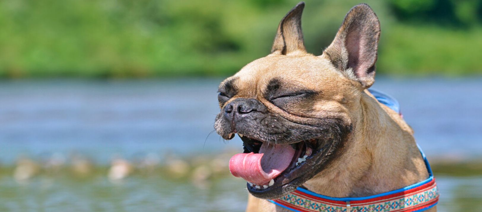 Imagen de la noticia: "Los perros también estornudan cuando están contentos", afirmó un adiestrador