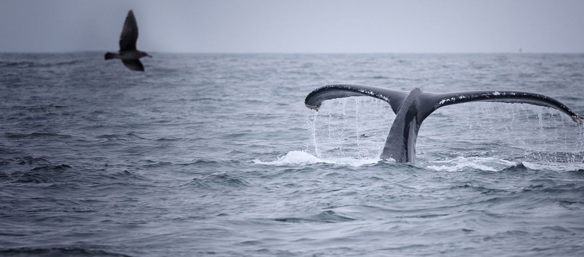 Imagen de la noticia: Una orca se paseó por Sauce Grande
