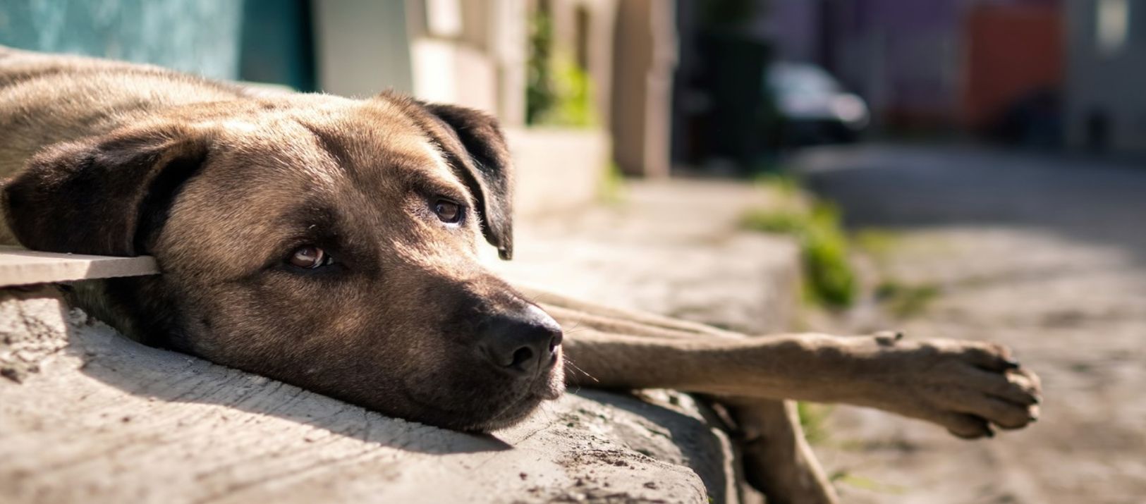 Imagen de la noticia: Día del Perro Callejero: por qué se celebra hoy y la importancia de ayudarlos