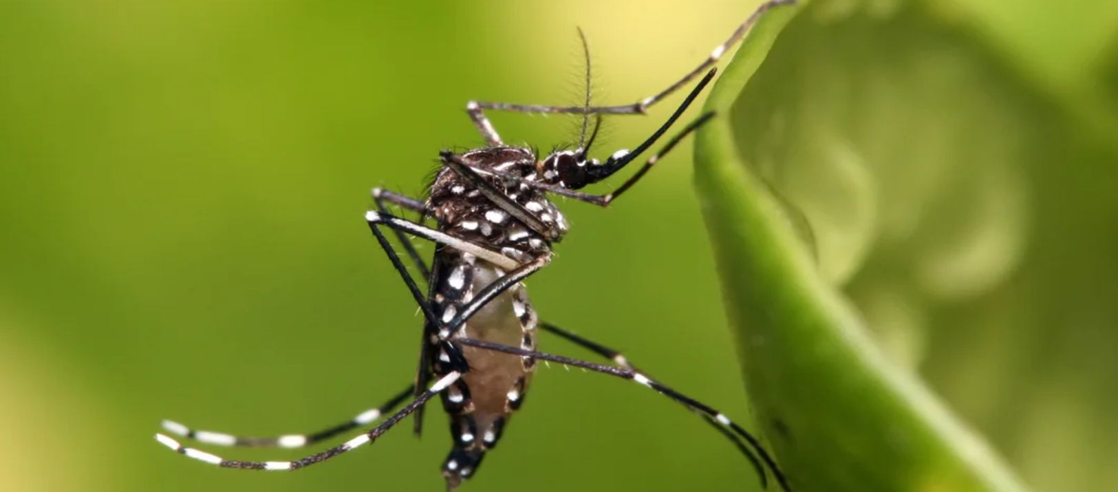 Imagen de la noticia: Día Mundial del Dengue: la prevención sigue siendo clave
