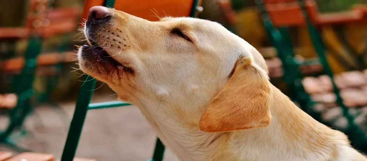Imagen de la noticia: Sirenas ¿Tus perros aúllan cuando las escuchan?