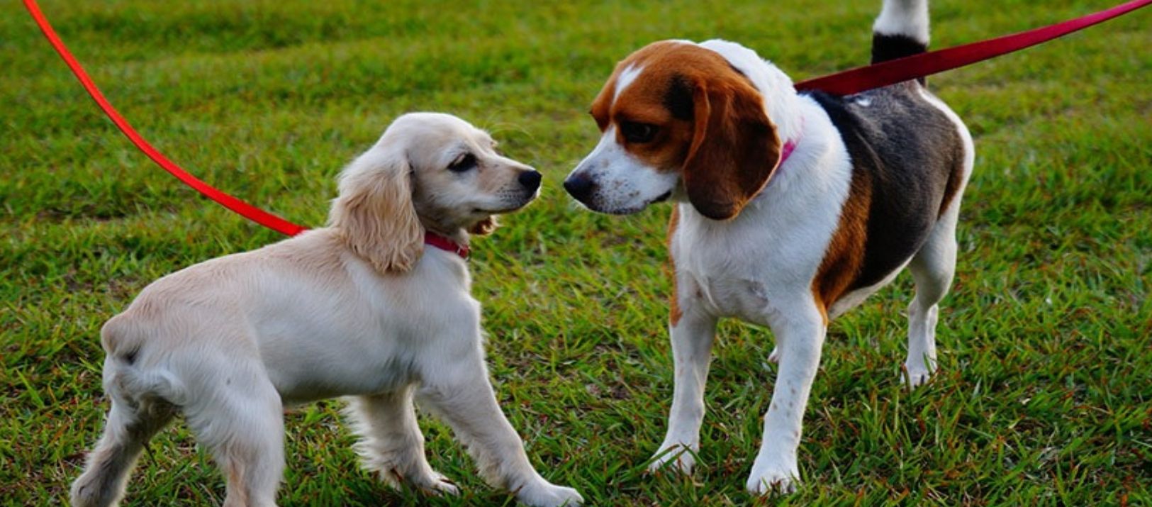 Imagen de la noticia: Según especialistas, la socialización es clave para el bienestar de tu perro