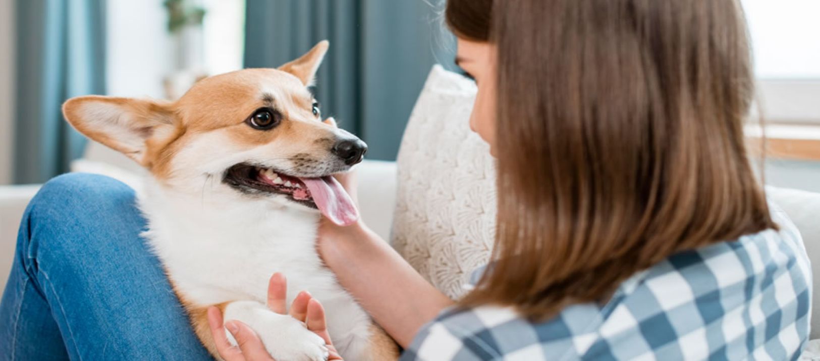 Imagen de la noticia: Los perros escuchan nuestras conversaciones: conocé cómo procesa su cerebro