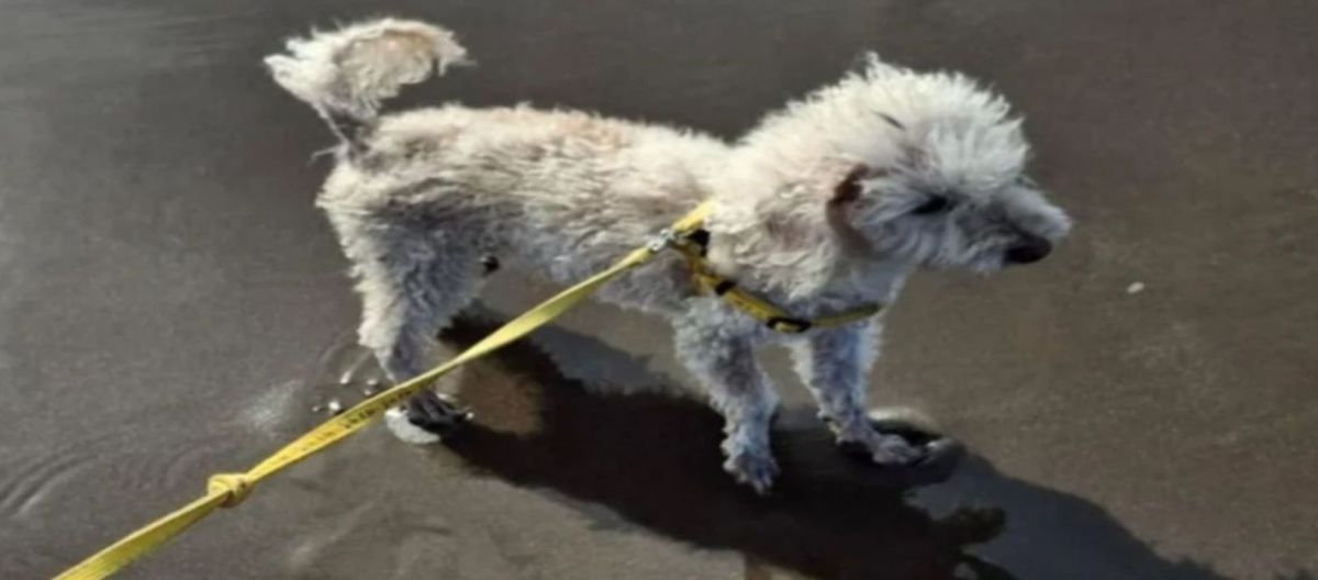 Imagen de la noticia: Barrio Maldonado: tras la viralización devolvieron al perro robado