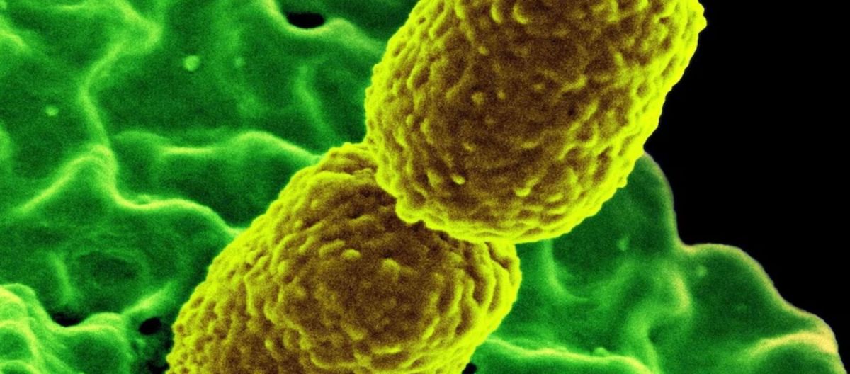 Imagen de la noticia: La amenaza de las superbacterias