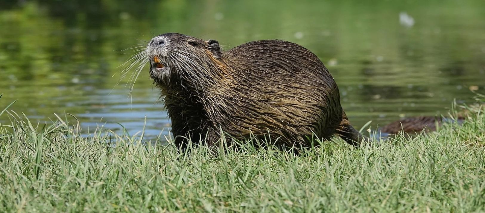 Imagen de la noticia: Al igual que Santerre, Bravo también se negó a declarar en la causa de la nutria
