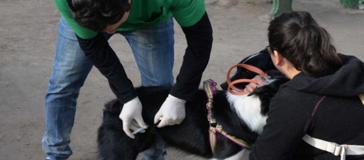 Imagen de la noticia: Nuevo cronograma de vacunación antirrábica y castración de perros y gatos