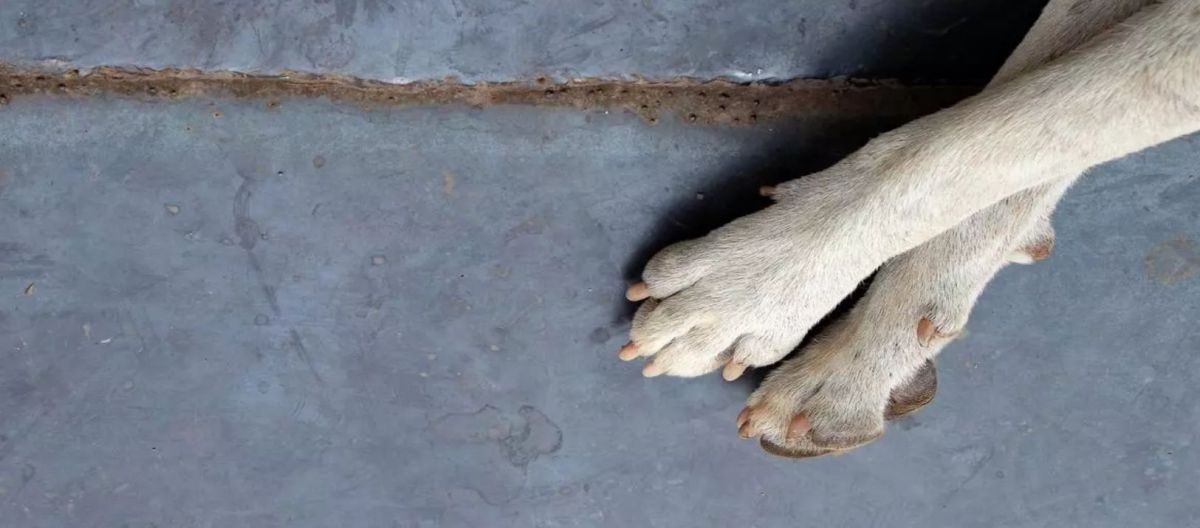 Imagen de la noticia: Mi perro se muerde las patas: causas comunes