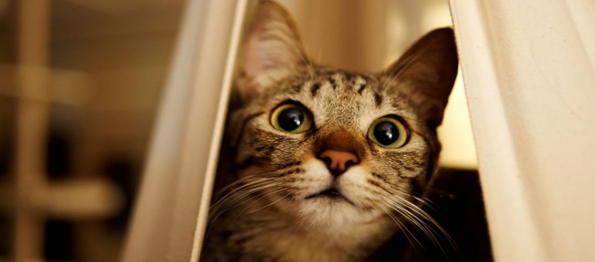 Imagen de la noticia: Personalidad de los gatos dependiendo su color