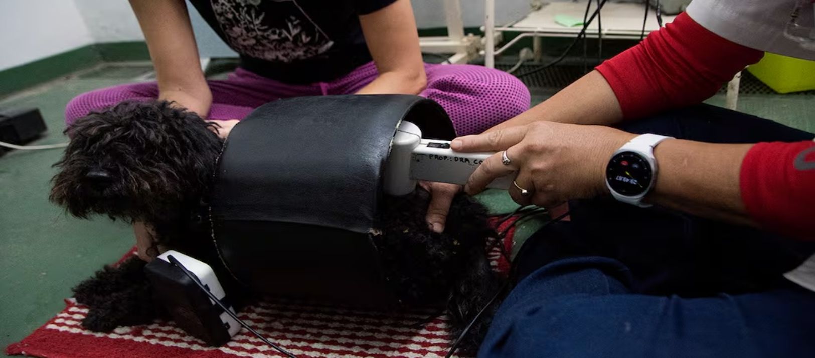 Imagen de la noticia: Desarrollan una terapia innovadora para perros con artrosis y ya se ven mejoras