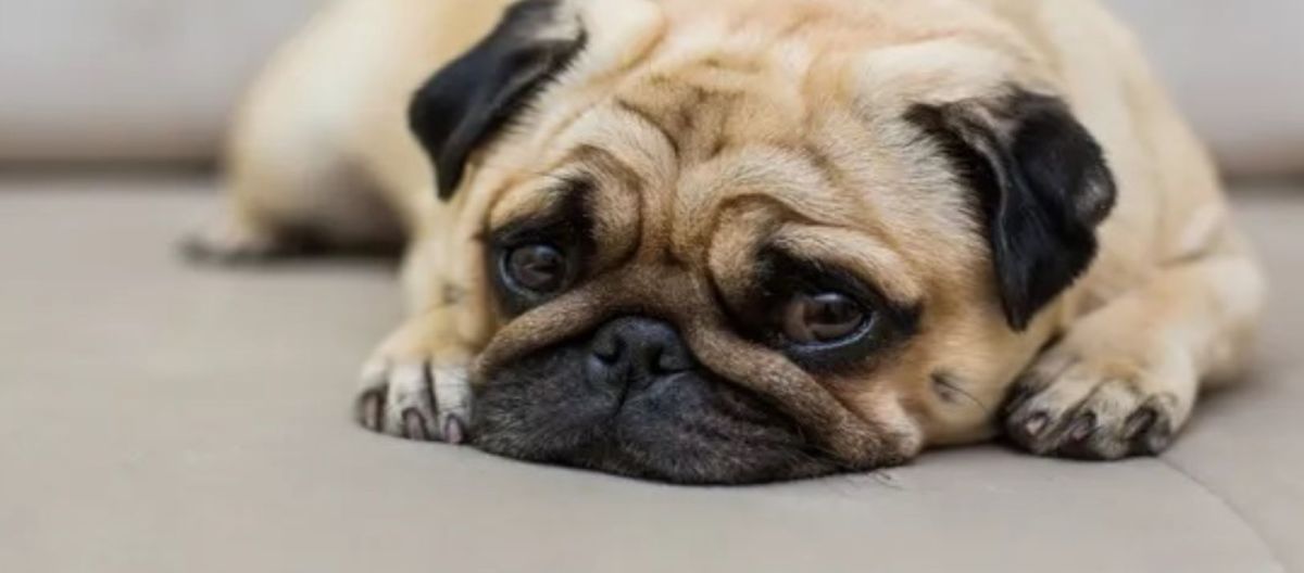 Imagen de la noticia: Qué elementos del hogar pueden intoxicar y afectar a tus mascotas