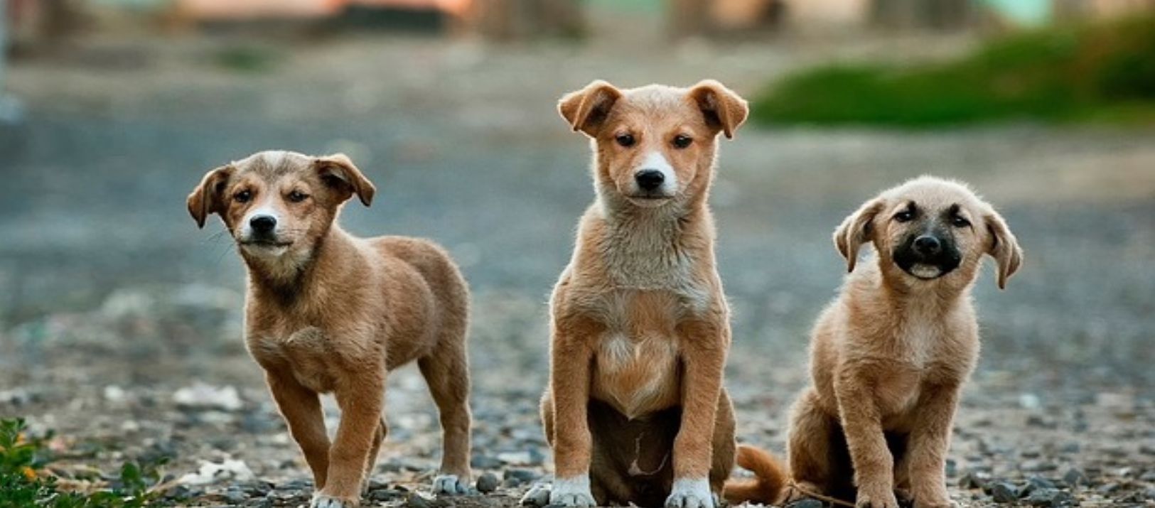 Imagen de la noticia: Proyecto Animal: deuda millonaria y el desafío de las adopciones