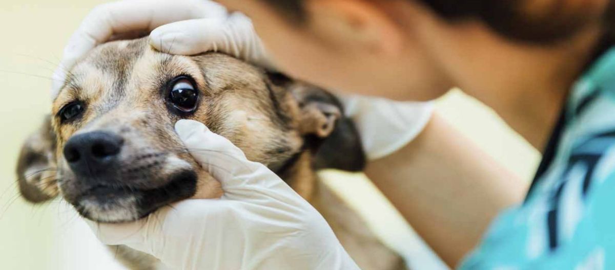 Imagen de la noticia: Conjuntivitis en perros, en verano hay más riesgo
