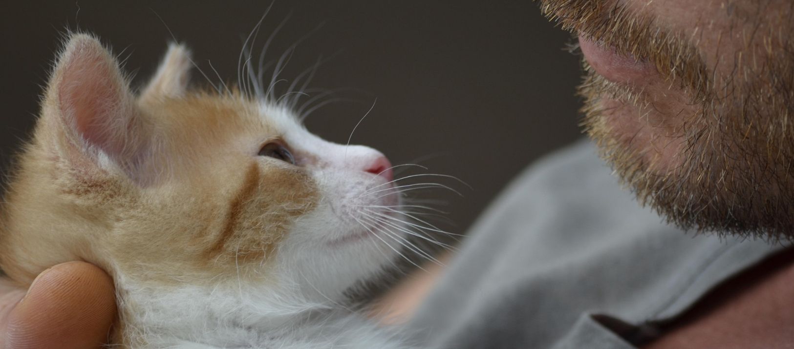 Imagen de la noticia: Córdoba: avanza un proyecto para permitir sepultar personas junto a sus mascotas