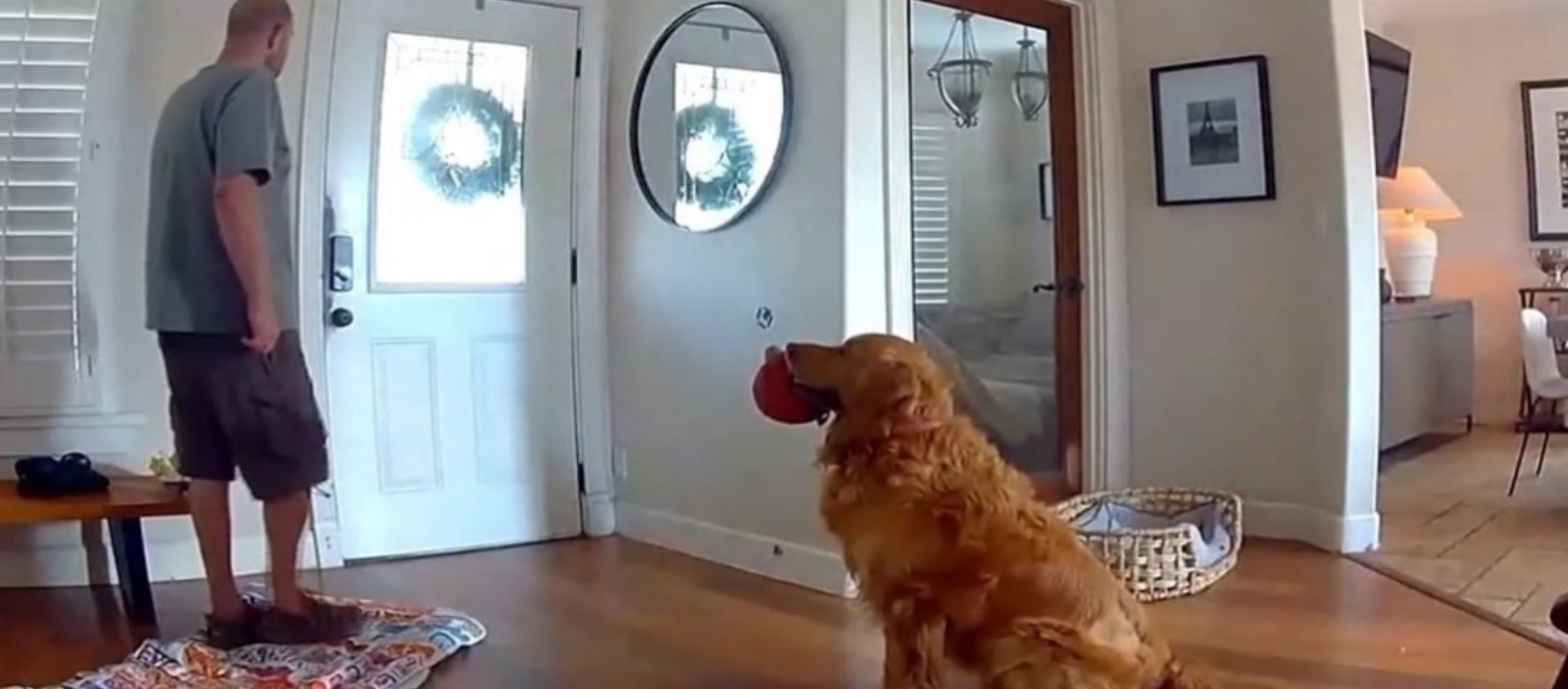Imagen de la noticia: Se hizo viral un perro que invitó a jugar al ladrón que entró a robar su casa
