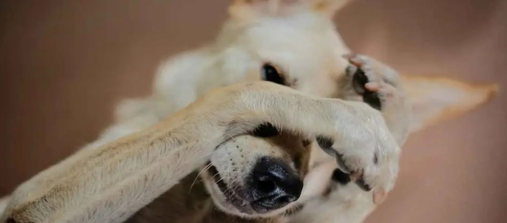 Imagen de la noticia: Uno de cada siete perros sufre otitis: cuáles son las señales de alerta