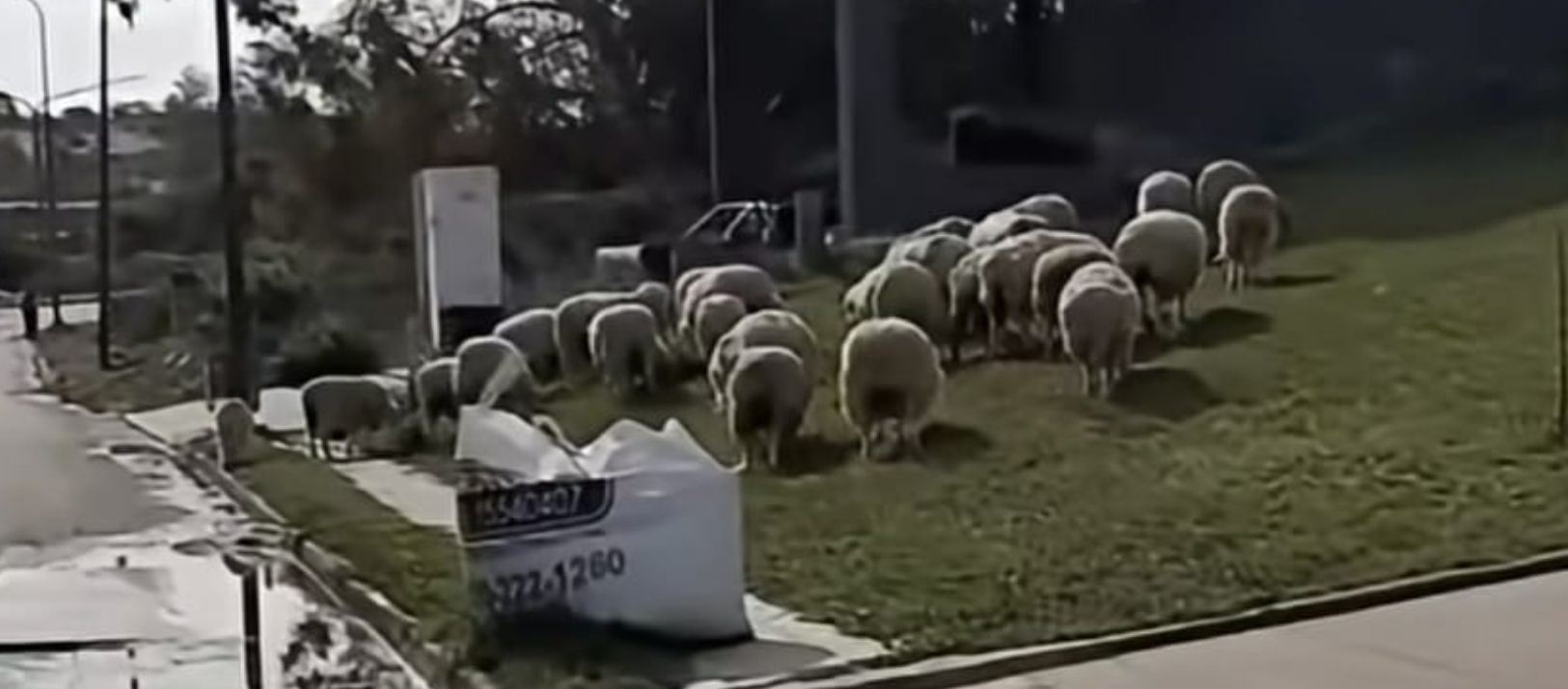Imagen de la noticia: Un rebaño de ovejas sorprendió a los vecinos de Patagones
