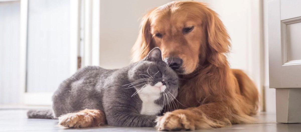 Imagen de la noticia: Cómo detectar y prevenir la obesidad en mascotas