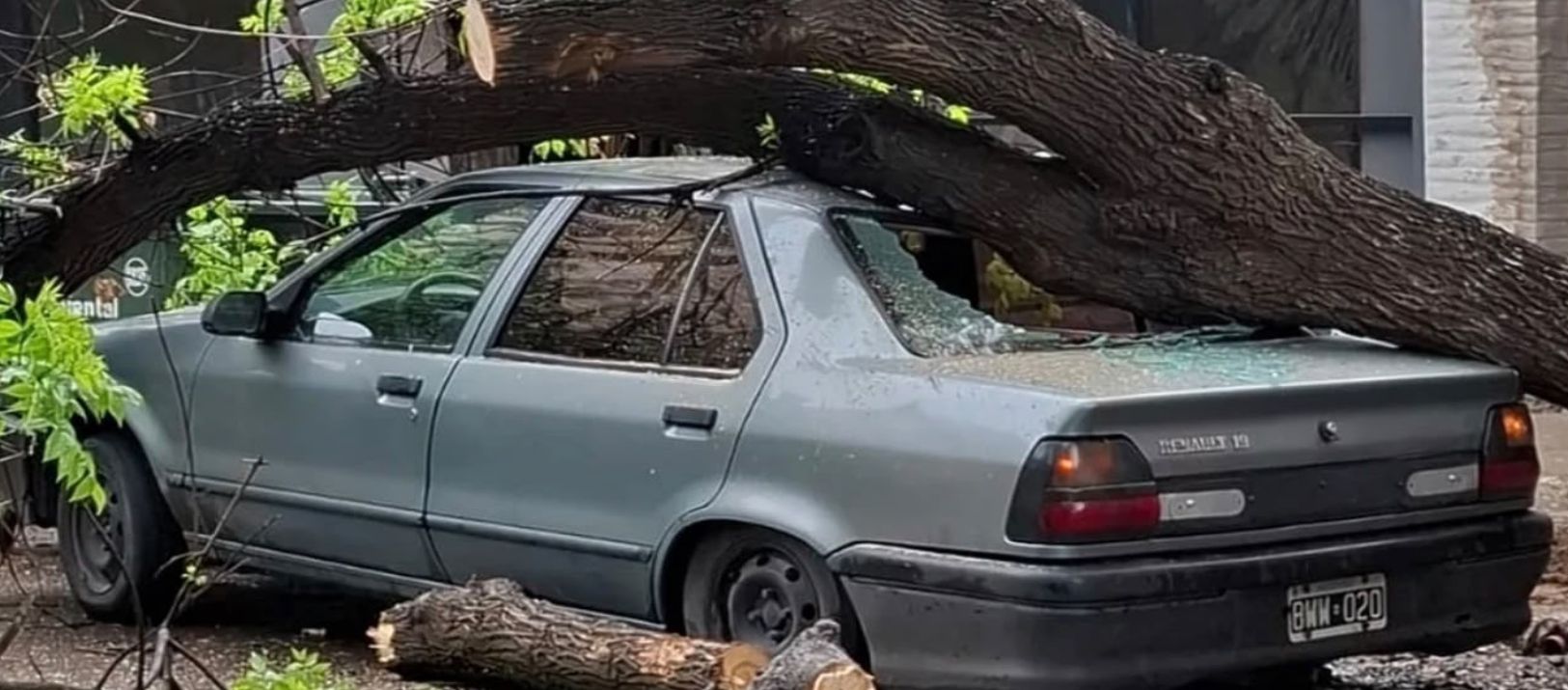 Imagen de la noticia: "Por unos segundos no nos cayó el árbol encima", dijo el dueño del auto