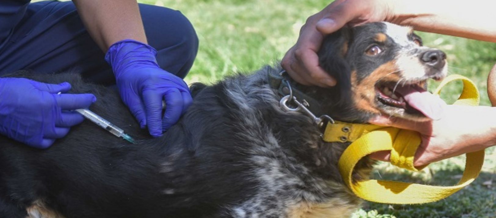 Imagen de la noticia: Habrá jornadas de vacunación antirrábica para perros y gatos en Bahía Blanca