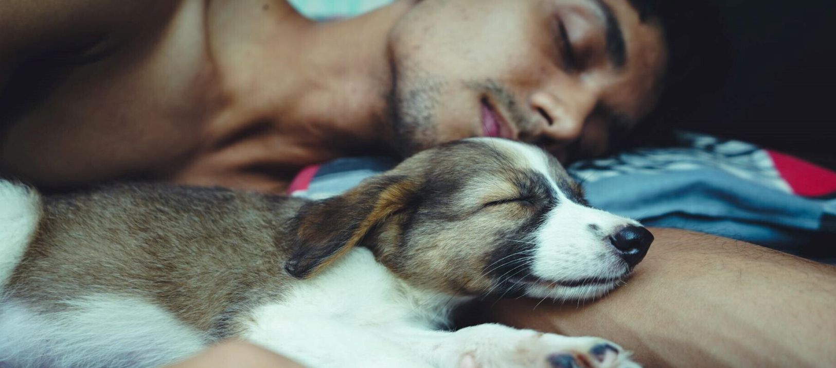 Imagen de la noticia: Según la ciencia, por qué dormir con tu perro o gato mejora el sueño