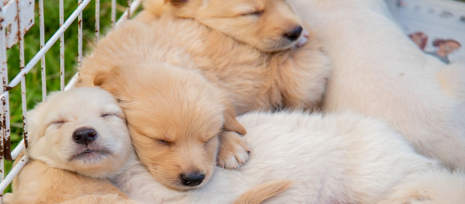 Imagen de la noticia: Qué hábitos desarrollan las personas que conviven con varias mascotas