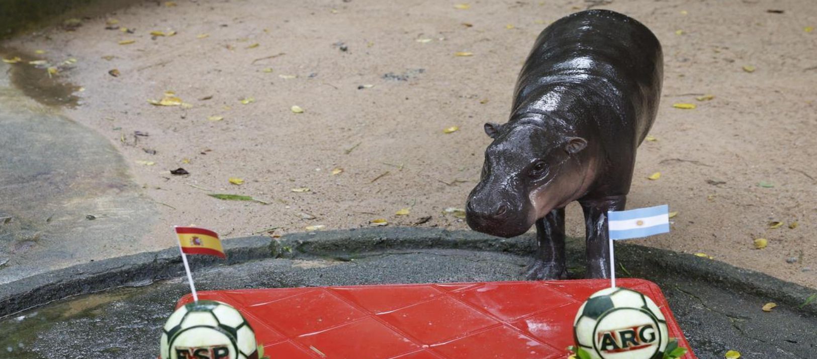 Imagen de la noticia: Hipopótamo viral Moo Deng predice la victoria de Argentina en el Mundial