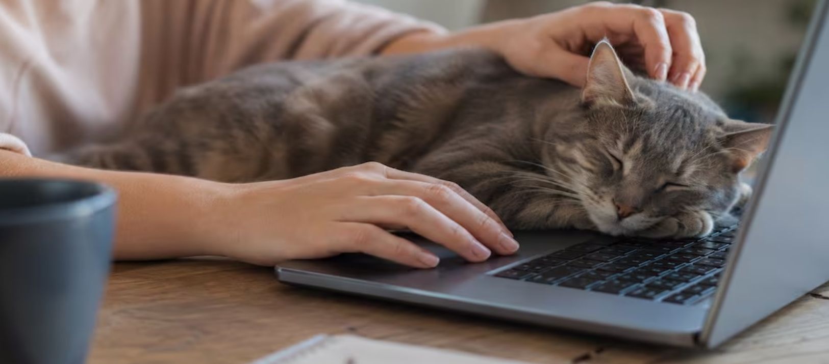 Imagen de la noticia: ¿Tu gato se acuesta sobre la computadora? Te contamos por qué y cómo evitarlo