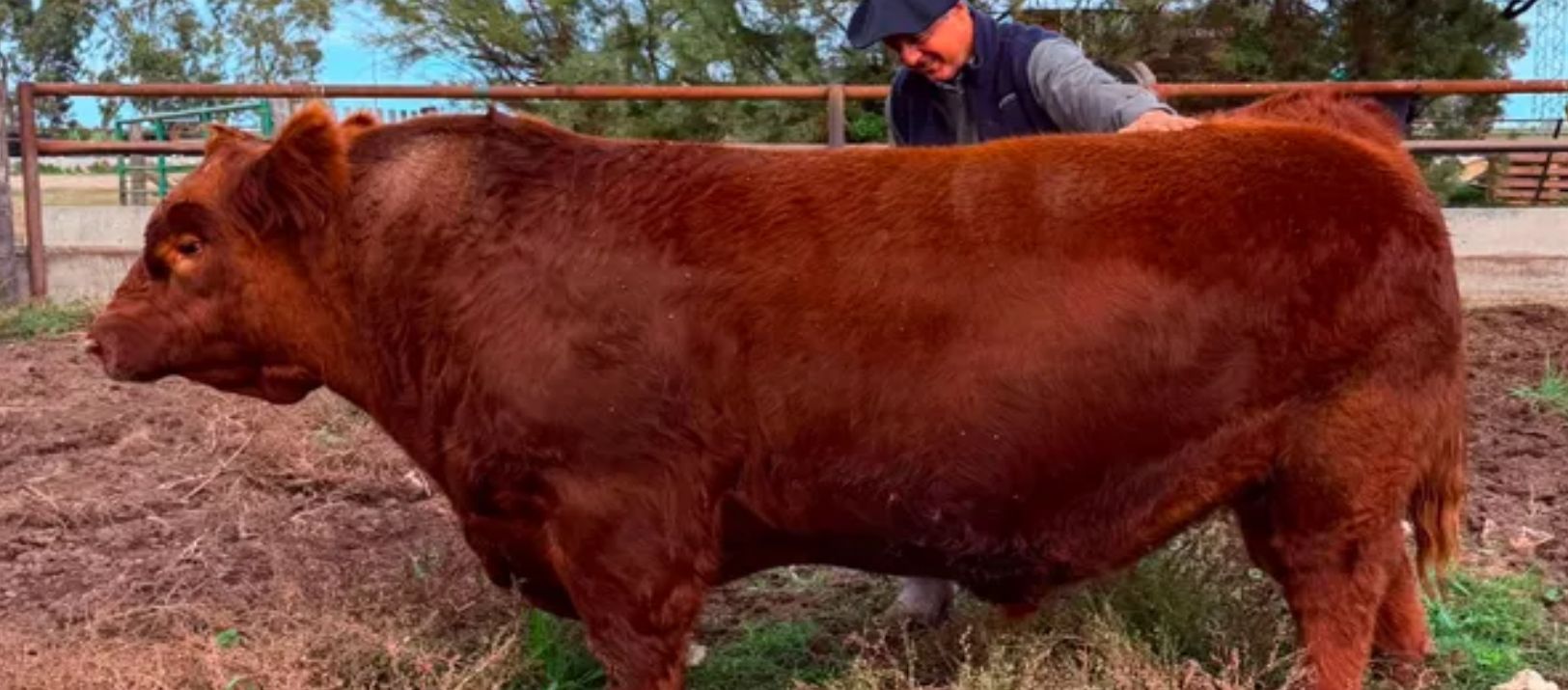 Imagen de la noticia: Un productor rural murió tras ser embestido por un toro en Pedro Luro