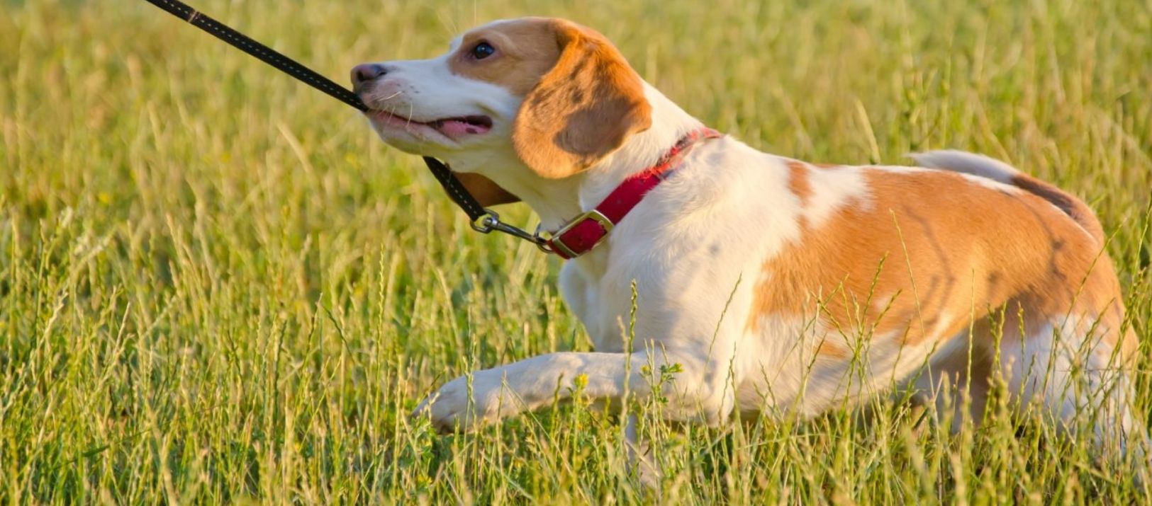 Imagen de la noticia: Aseguran que los perros que muerden la correa no están desafiando al dueño