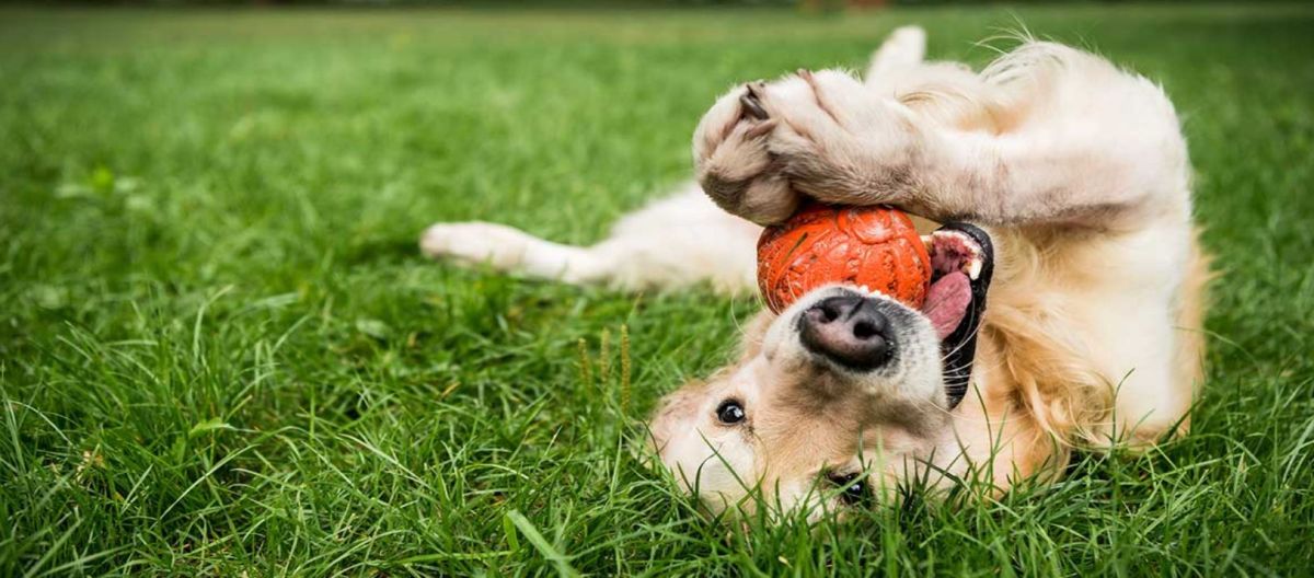 Imagen de la noticia: ¿Qué debo hacer si mi perro se intoxica?
