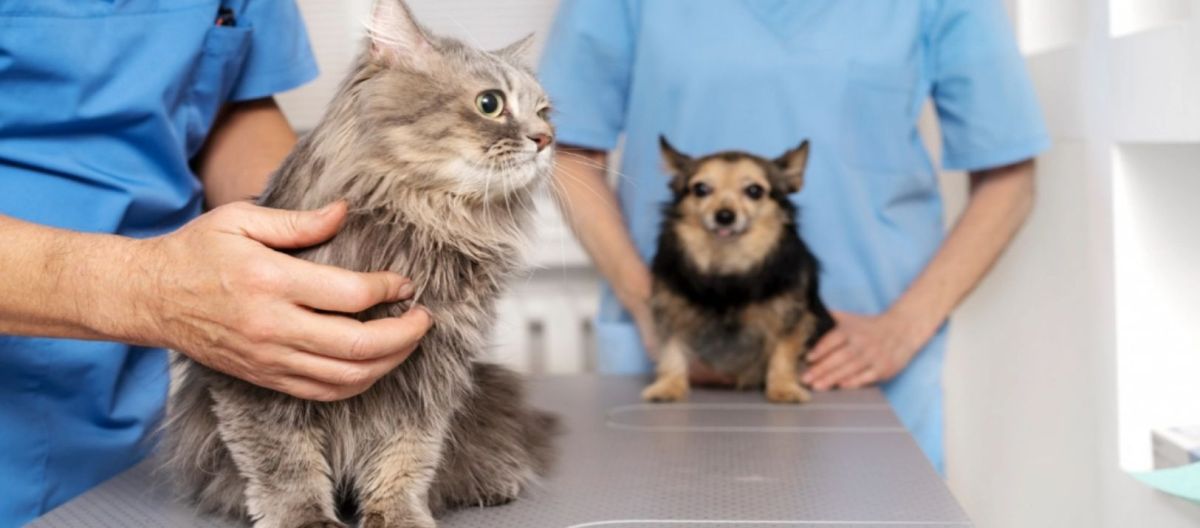 Imagen de la noticia: Tips para la buena convivencia entre perros y gatos