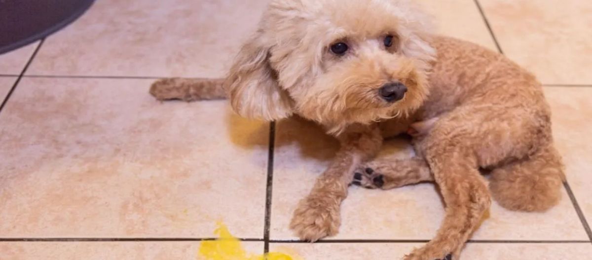 Imagen de la noticia: Qué significa que mi perro vomite amarillo