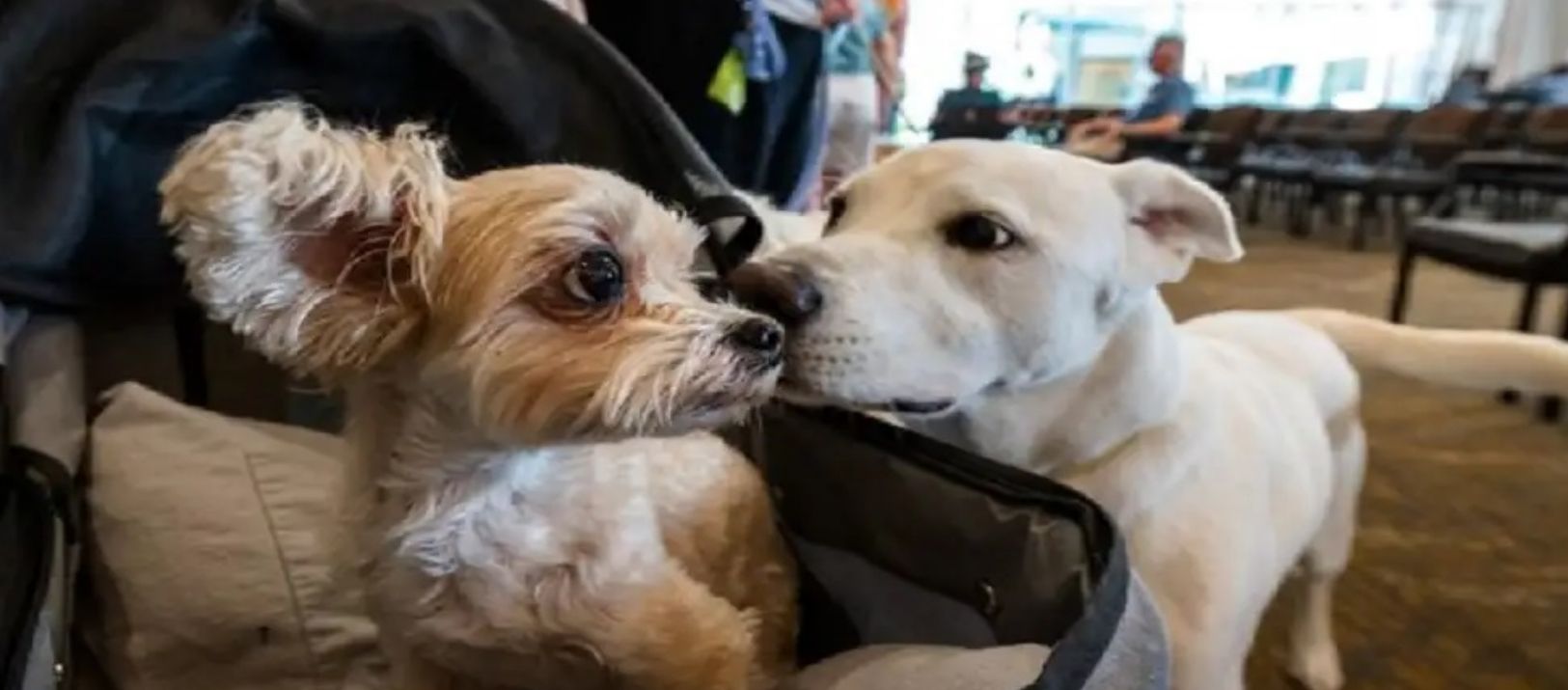 Imagen de la noticia: Explican por qué los perros de gran porte viven menos que los chiquitos