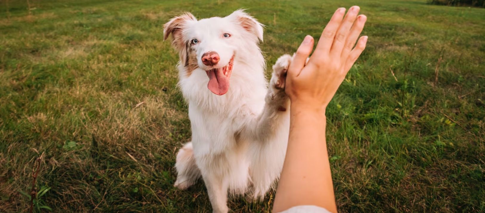 Imagen de la noticia: Qué necesita tu mascota en la casa para que no viva estresada
