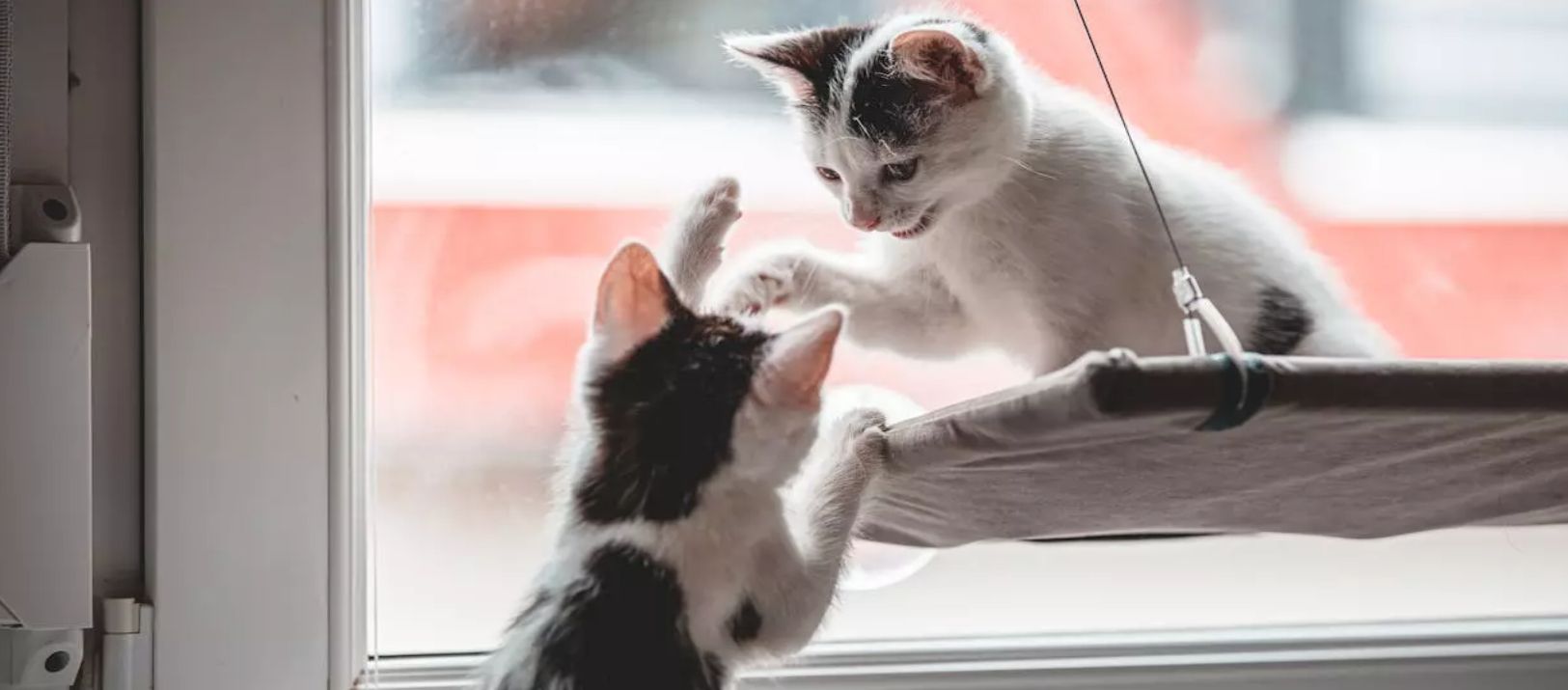 Imagen de la noticia: ¿Tu gato juega o pelea?