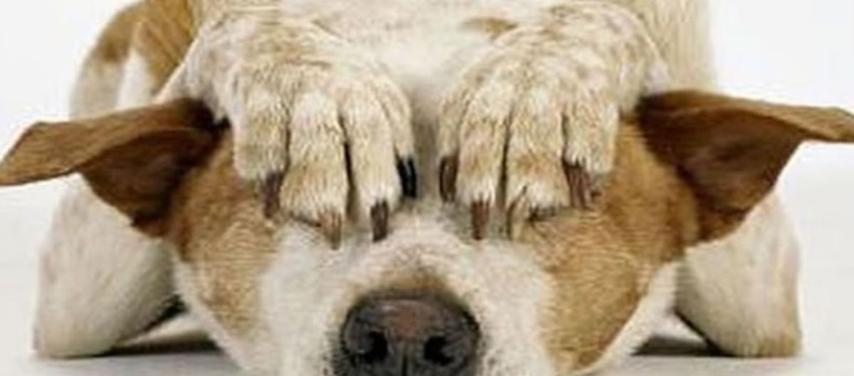 Imagen de la noticia: Consejos para cuidar a tu perro de la pirotecnia