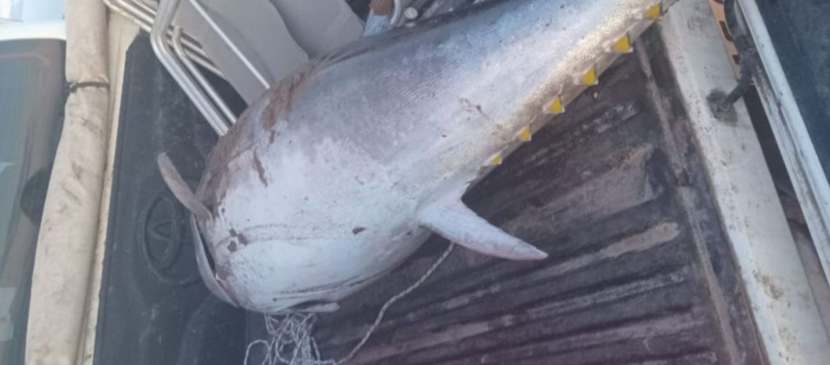Imagen de la noticia: Encontraron un atún rojo de 95 kilos entre Reta y Claromecó