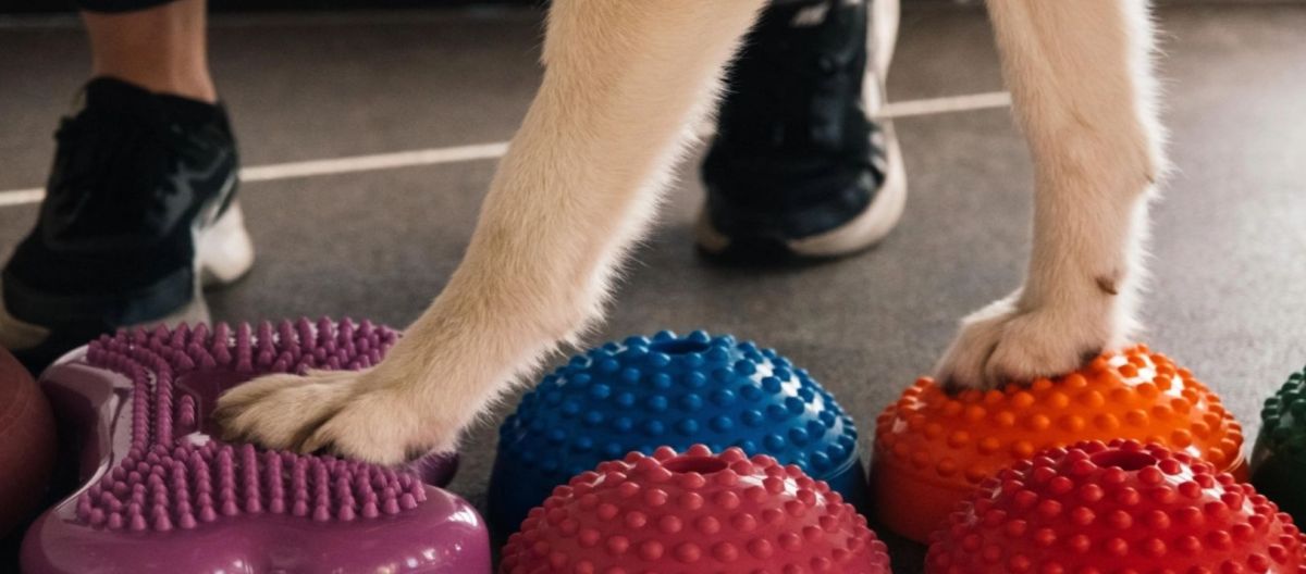 Imagen de la noticia: Terapias alternativas en medicina veterinaria