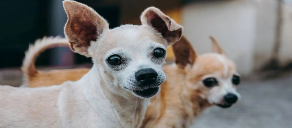 Imagen de la noticia: Cáncer en perros: las hembras son más propensas a tenerlo