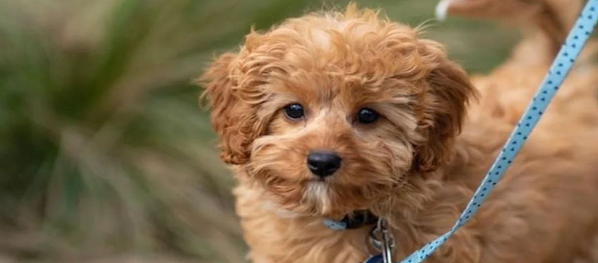 Imagen de la noticia: Mascotas y correas